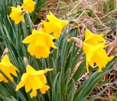 Narcissus (Daffodil) Obvallaris 'The Tenby Daffodil' (Dwarf Species). Loose, Per 10 Bulbs